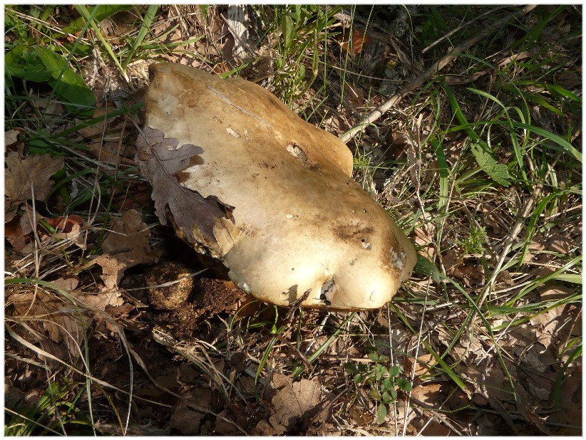 ..Ritrovamenti 03.10.2009 sul Gargano